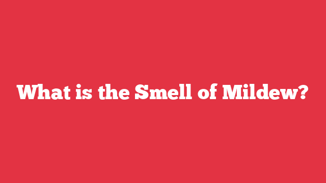 What is the Smell of Mildew?