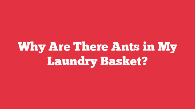 Why Are There Ants in My Laundry Basket?