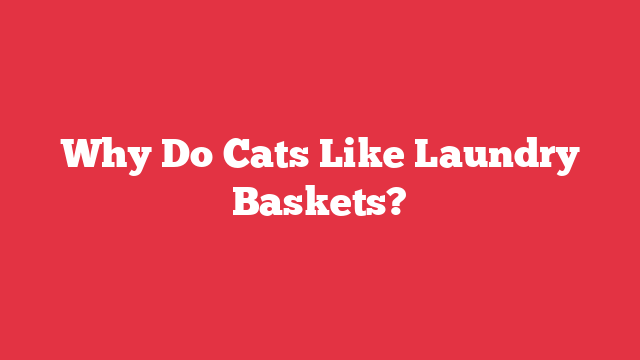 Why Do Cats Like Laundry Baskets?