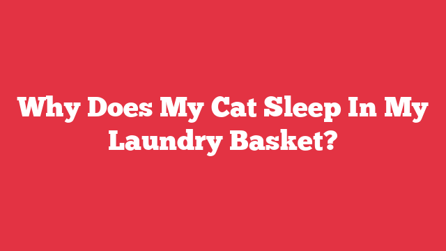 Why Does My Cat Sleep In My Laundry Basket?