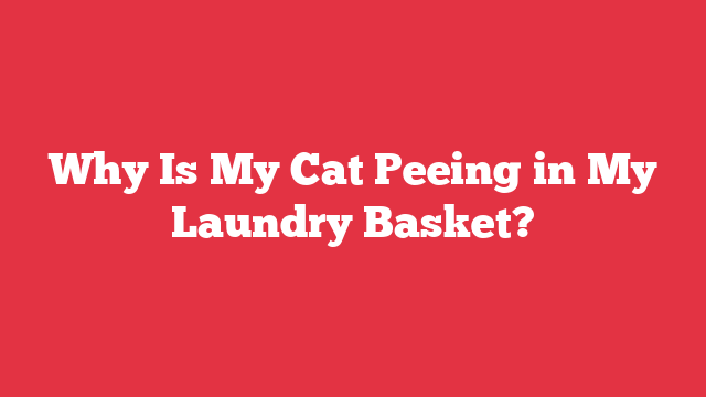 Why Is My Cat Peeing in My Laundry Basket?